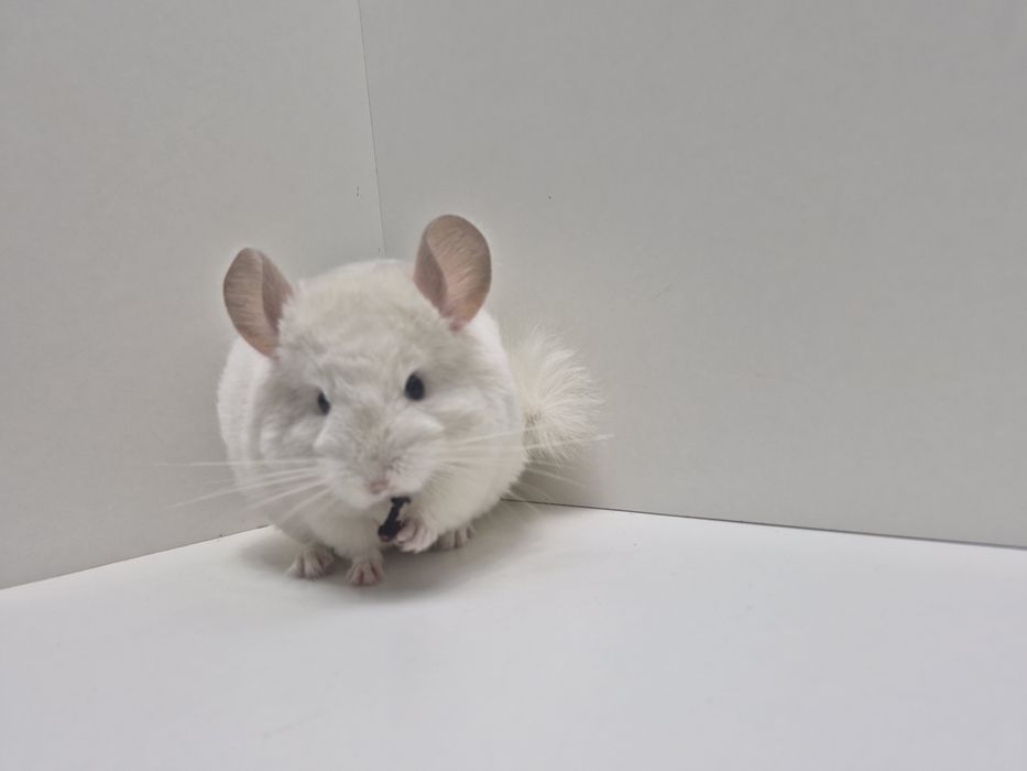 Szynszyle szynszyla szynszyl white violet