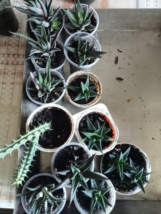 Хавортия лимифолия, блоссфельда- сукуленты. Алоэ остистое, гуэрния.