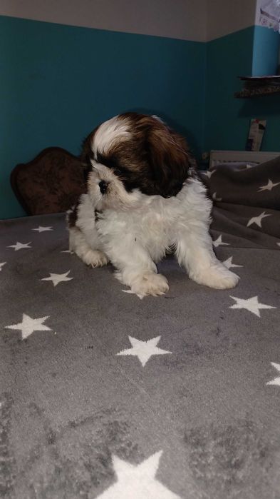 Urocze Domowe Czarusie