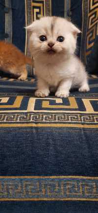 Шотландские котята серебристые шиншиллы  чисокровные, питомник