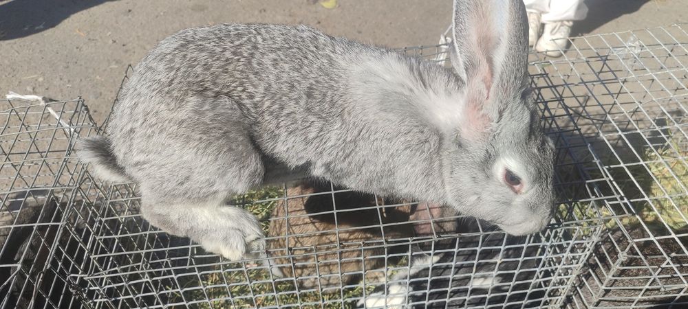 Продам КРОЛИКИ!!!