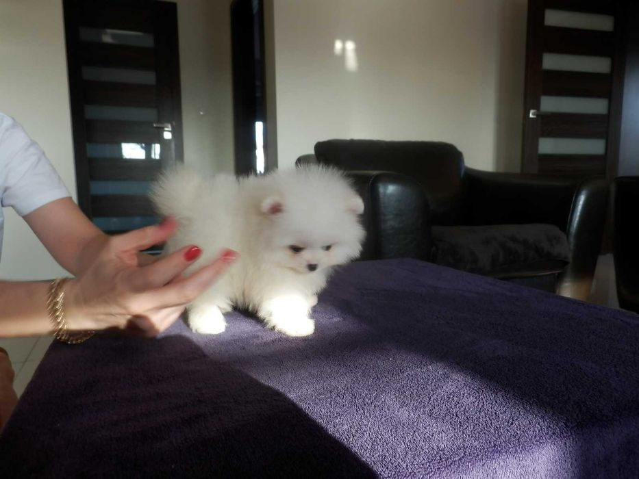 Szpic miniaturowy sunia biało kremowa Cyni mini XXXS BOO MISIO