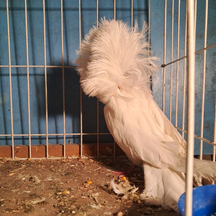 Perukarz  perukarze samiec