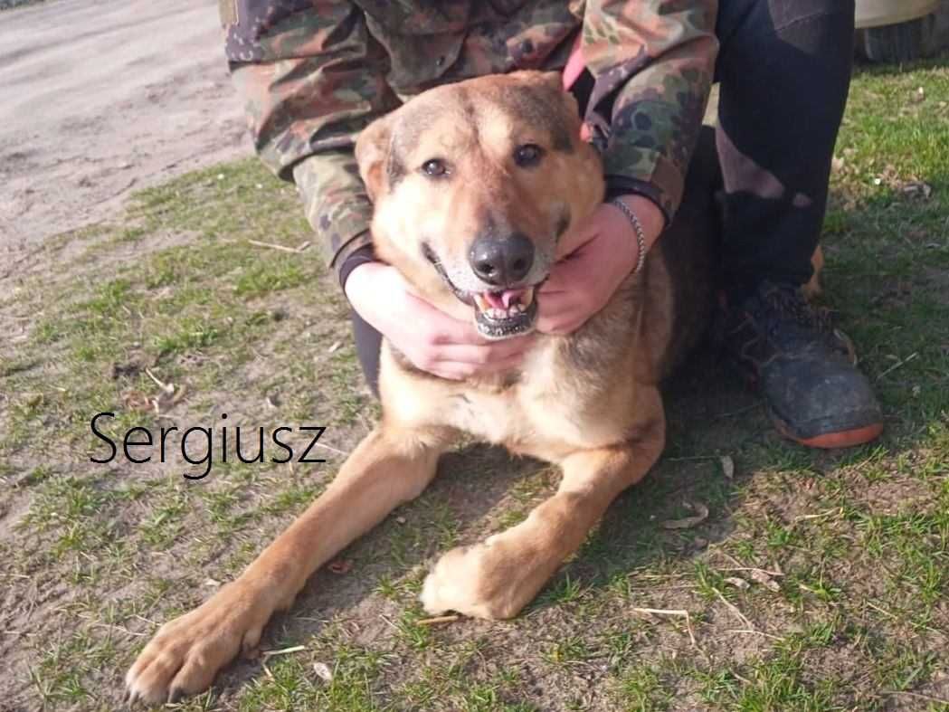 Sergiusz - w typie Owczarek niemiecki; inteligentny i przytulaśny