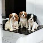 Cavalier King Charles Spaniel z Rodowodem