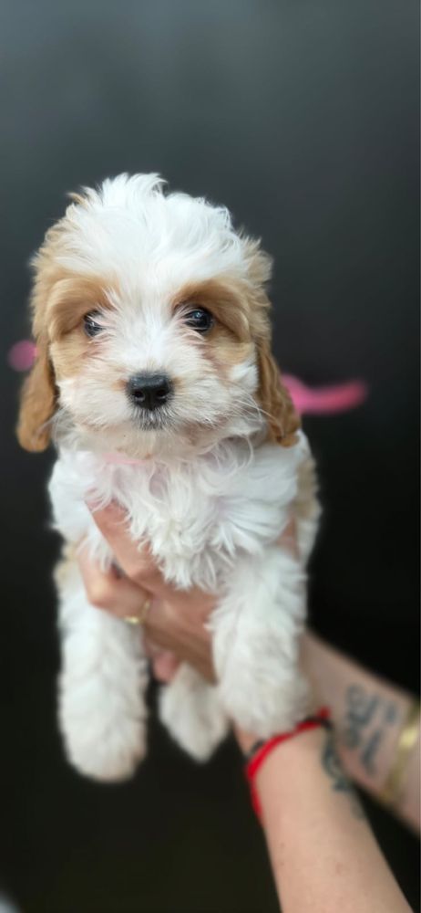 Cavapoo suczka badania genetyczne szkolenie cavalier pudel