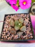 Сукулент Хавортія Haworthia pygmaea f. crystallina