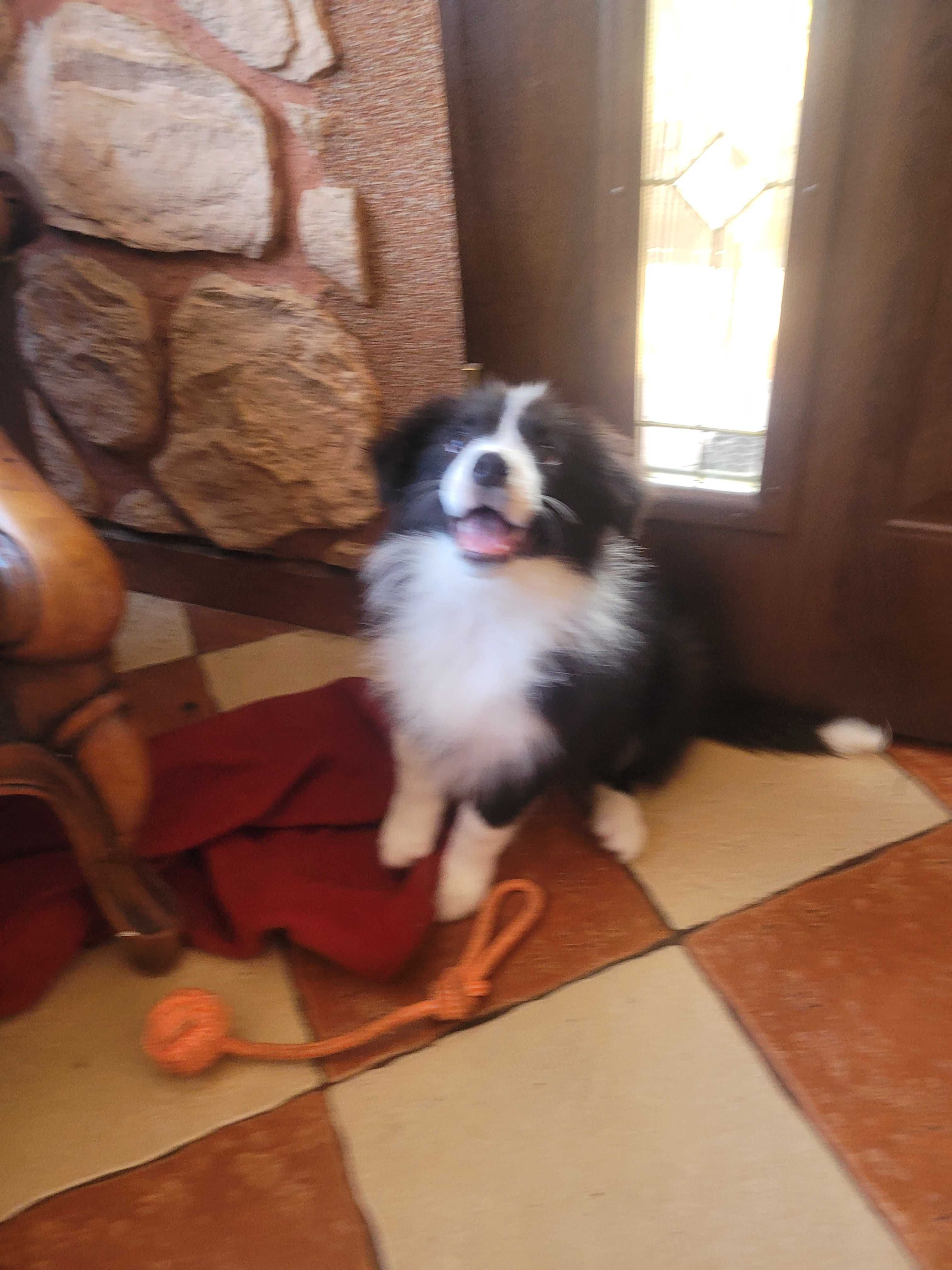 Border collie  z metryka Fci