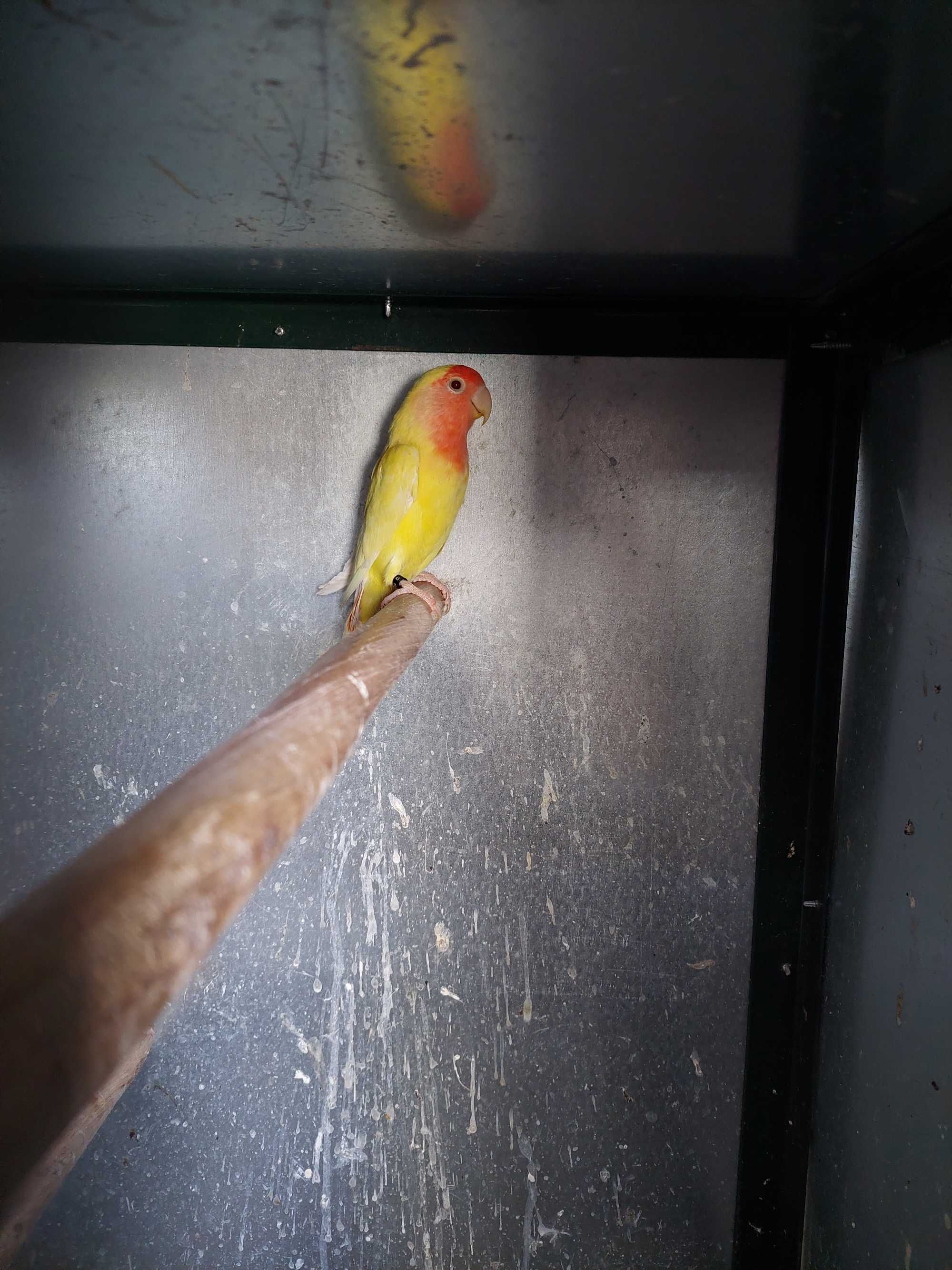 Agapornis roseicollis