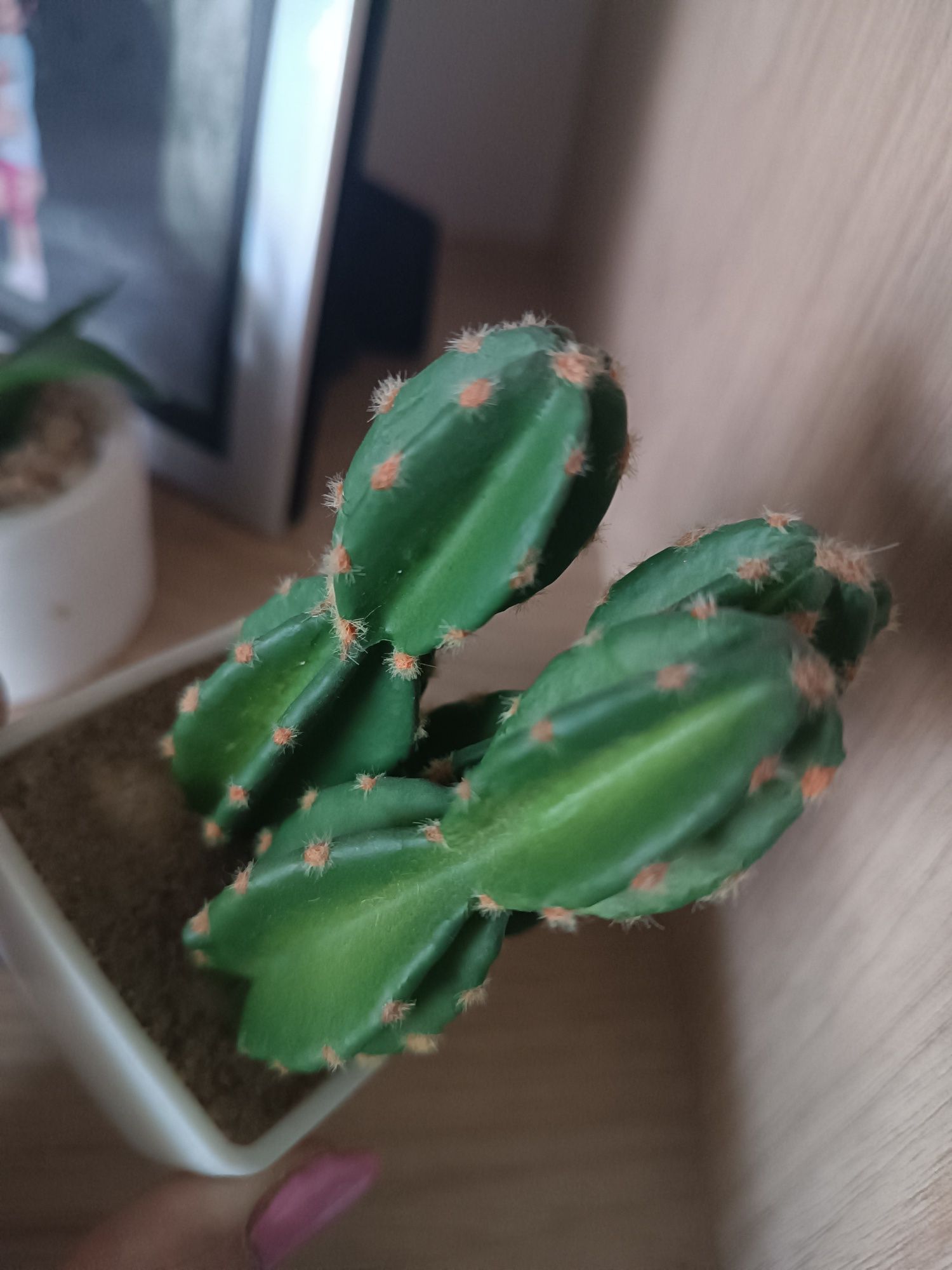 Sztuczna roślina sukulent kaktus