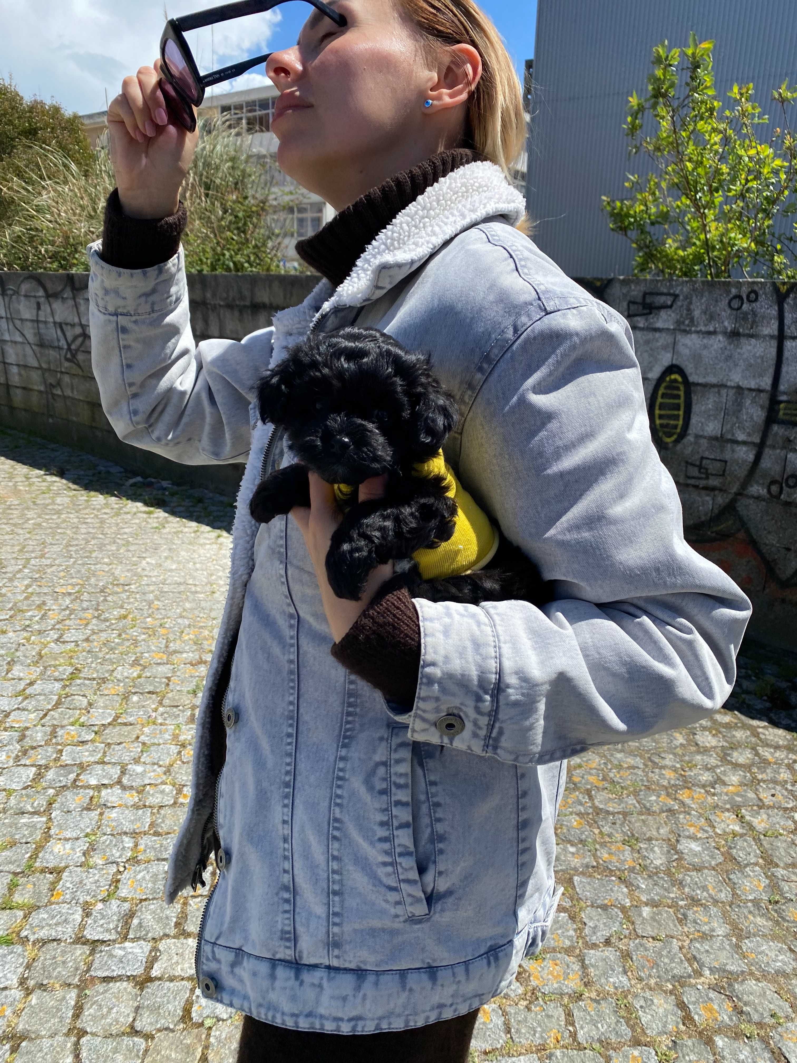 filhote de cachorro, mãe Poodle Toy, pai Yorkshire, 2 meses.