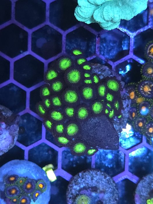 Frags de zoas, corais agua salgada