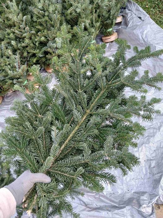 Гілочки для декору та в'язані ялинки мотанки оптом і вроздріб