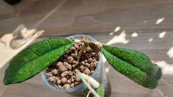 Hoya Finlaysonii Long Leaves hoja do kolekcji