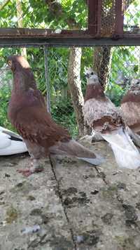 Продам  кучерявых  венгерских голубей или поменяю на зерно