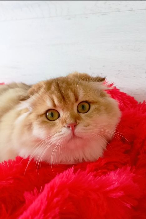 Нереально красивая девочка золотая шиншилла Хайленд