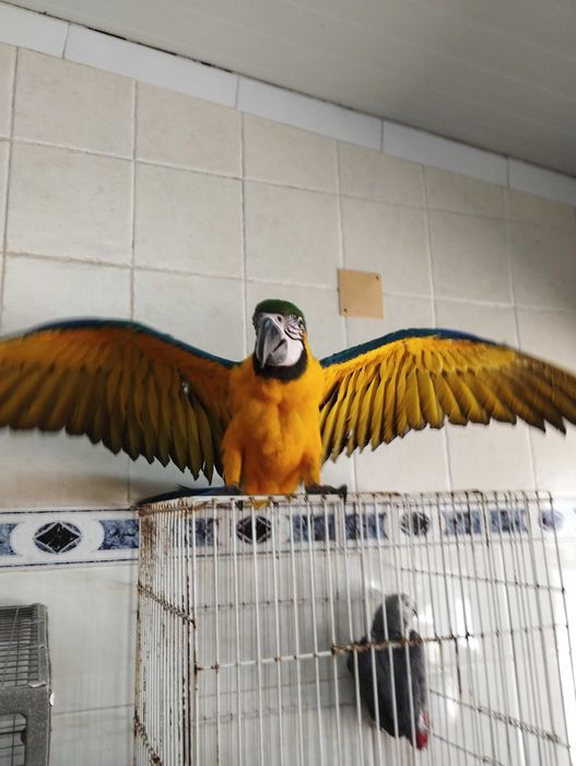 Ara ararauna, arara azul e amarela