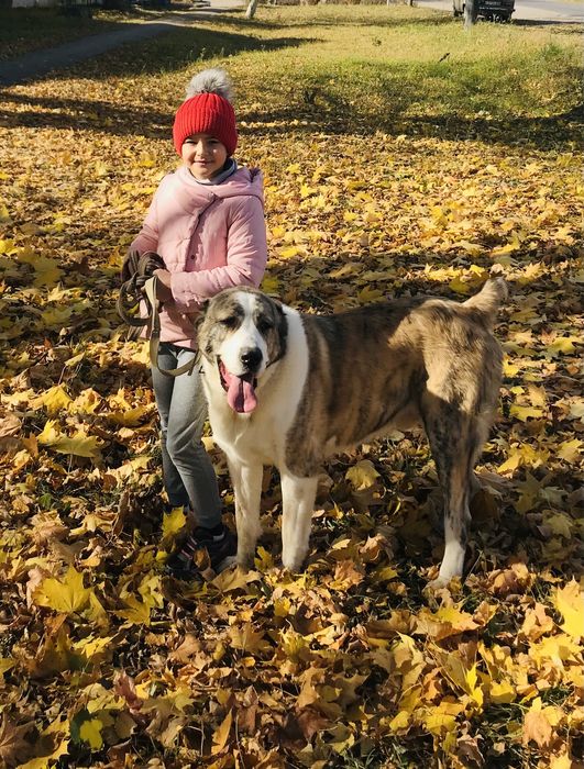 Алабай. ДЛЯ ВЯЗКИ!!!