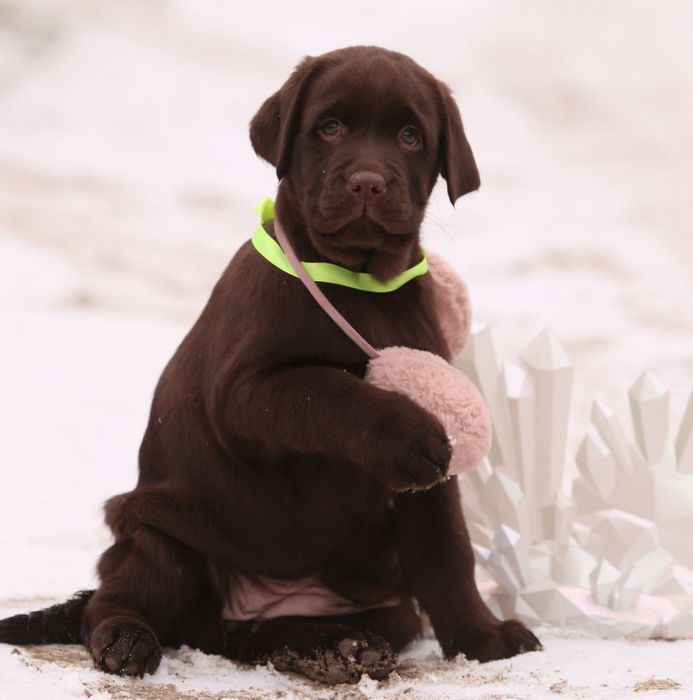 Шоколадні малюки
