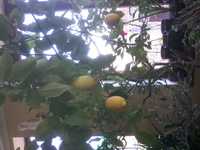 Лимонне дерево. Новогрузинський сорт