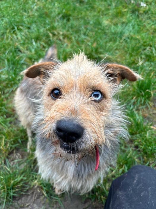 Piesek do adopcji- Czarujący Czaruś :)