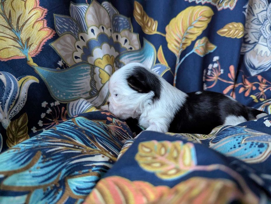 Cudowna dziewczynka 100 % Biewer Yorkshire Terrier po pięknych rodzica