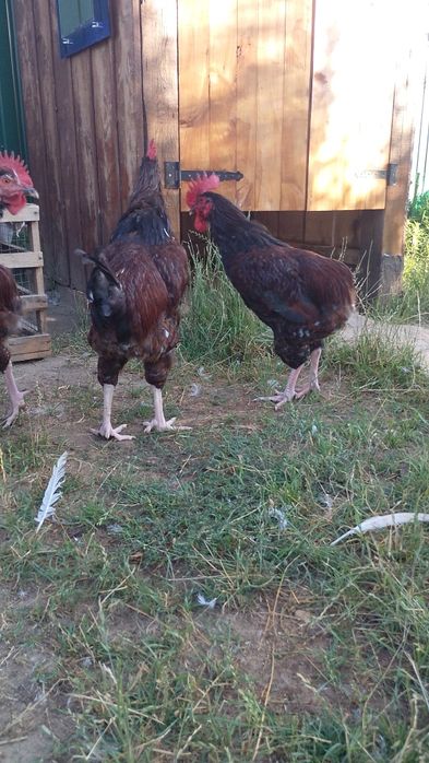 Лівенська ситцева