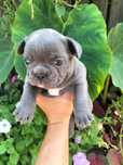 Buldog francuski