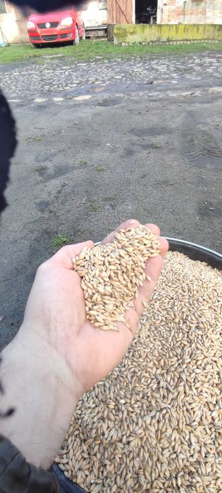 Sprzedam pszenżyto