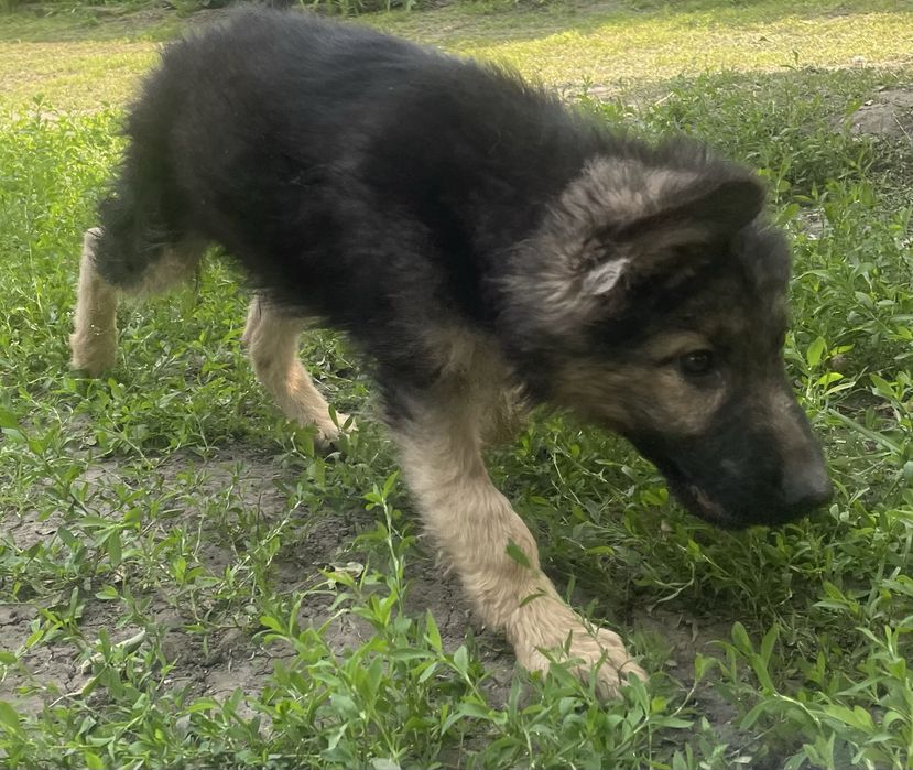 Щенки немецкой овчарки