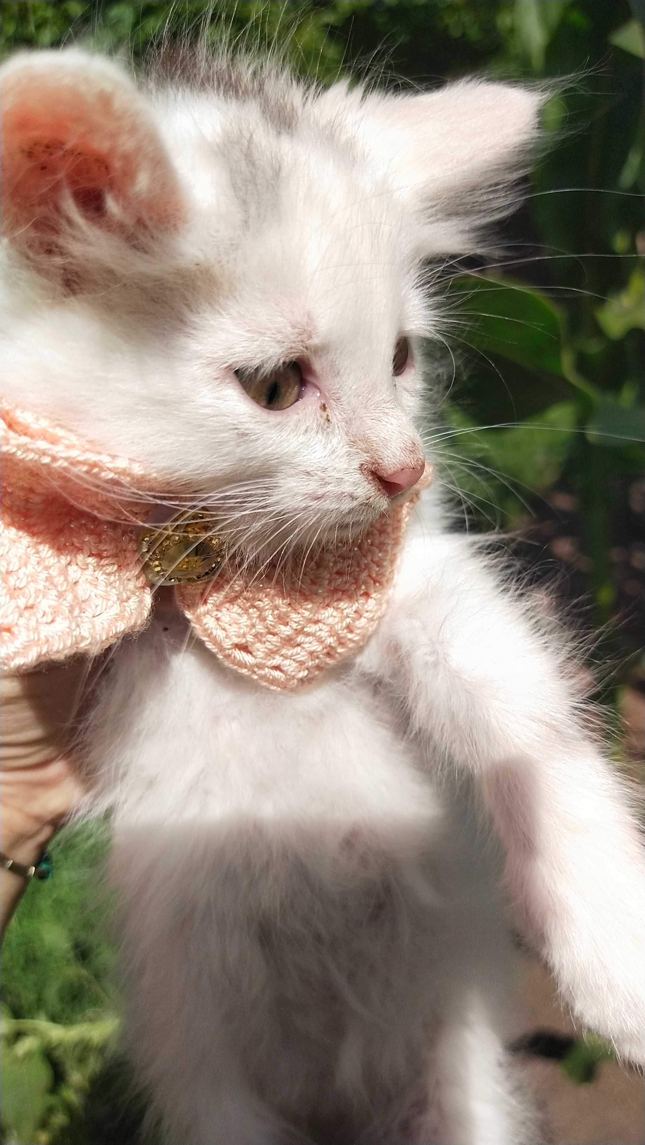 Котик в добрі руки