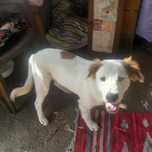 Cadela para adopcao / girl puppy
