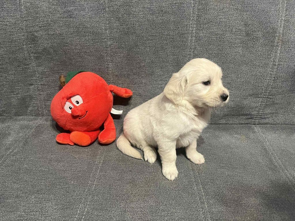 Już do odbioru. Elen suczka Golden Retriever