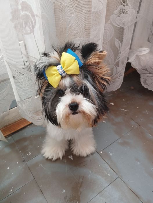 Бівер йорк.Йоркширський тер'єр міні дівчинка.