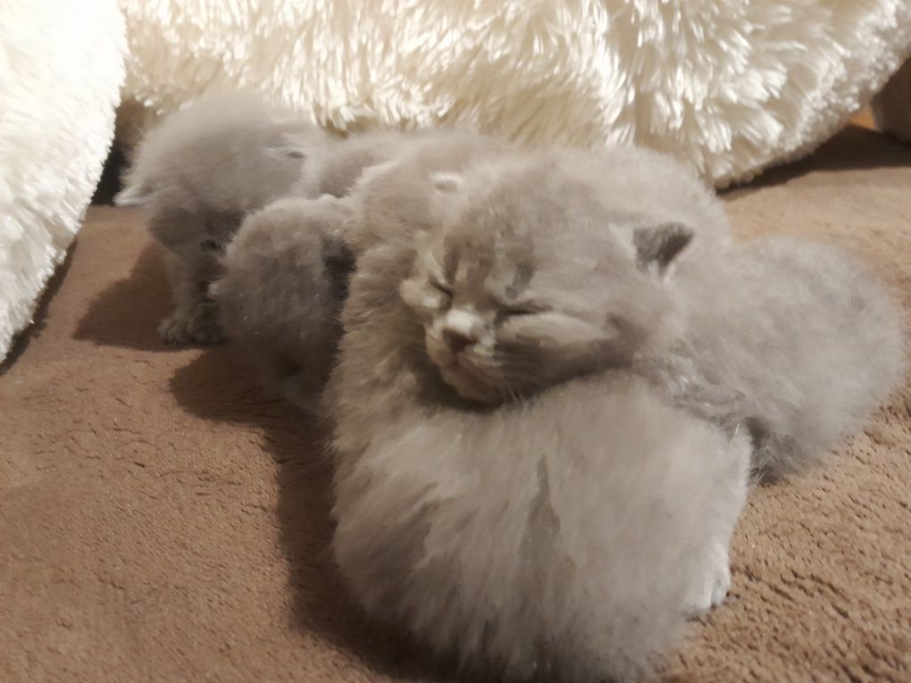 Висловухі кошенята