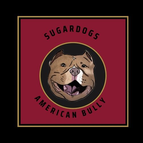 American Bully Pocket