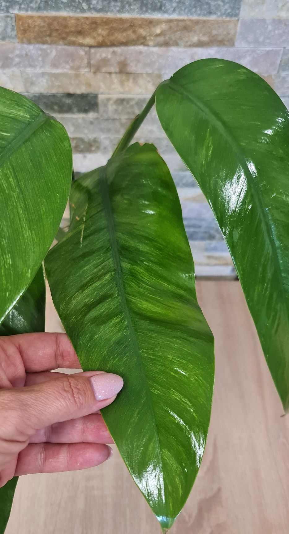 Epipremnum Giganteum marble var,5liści