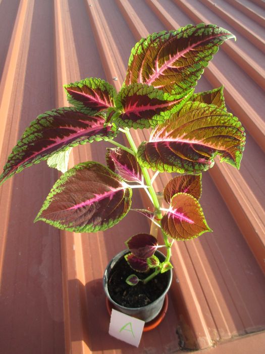 Planta Coleus, de interior / exterior