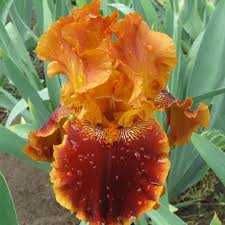 сортові  квіти  іриси, кала, лілейники  та флокс з особистої колекції.