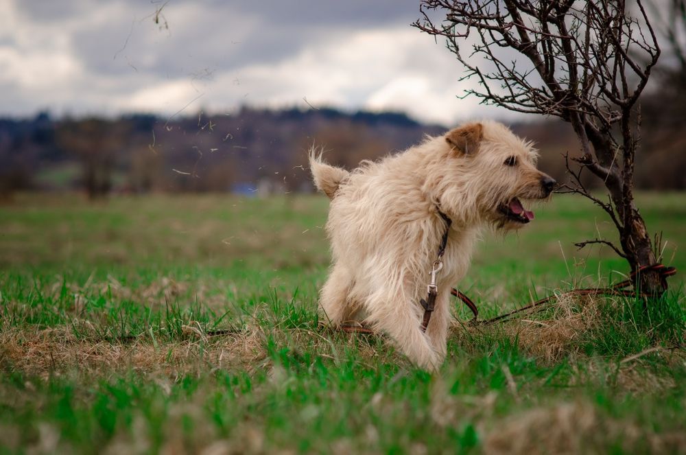 Groszek do pilnej adopcji