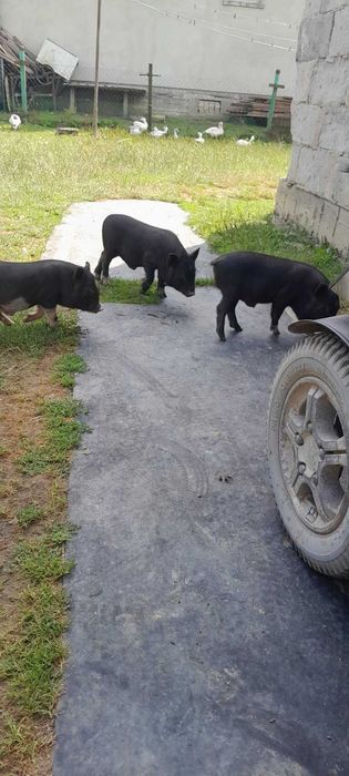 Поросята в'єтнамці