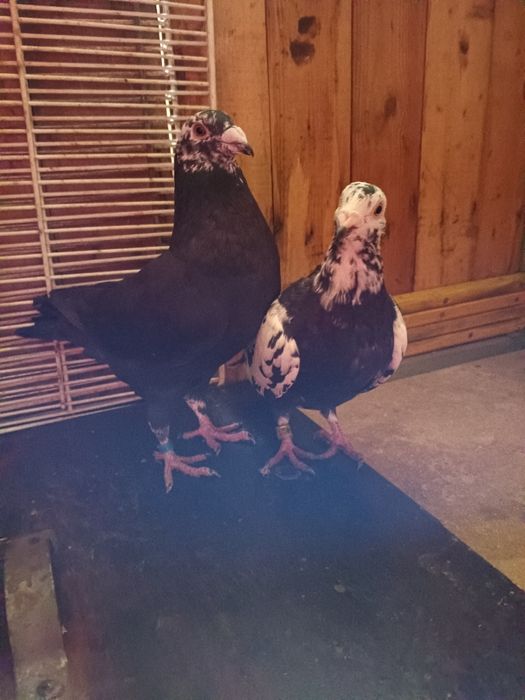 Golebie pocztowe tygrysy