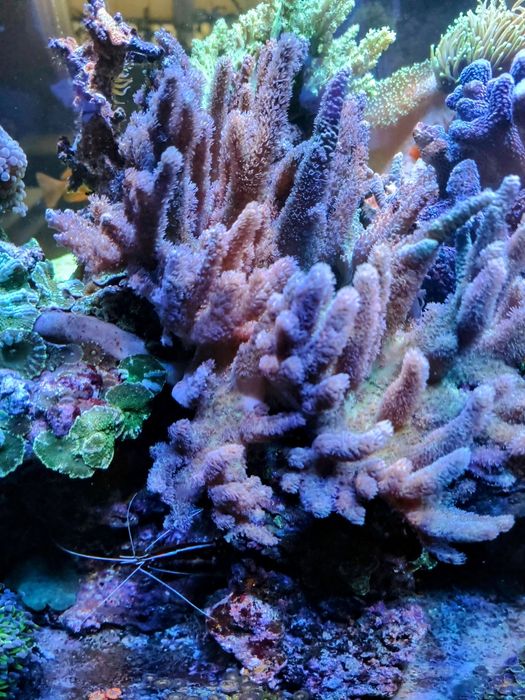 Rhodactis, sinularia euphylia