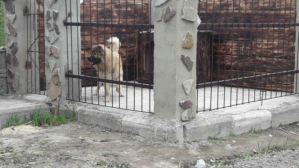 Професійне Дресирування Собак !!!