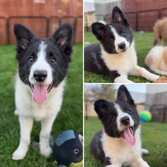 Szczeniak Border Collie