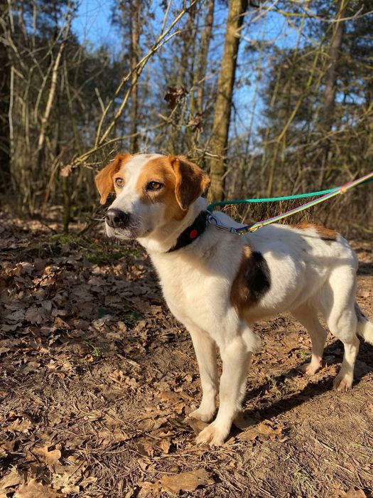 Wygłodzona Hafta zasługuje na lepsze życie