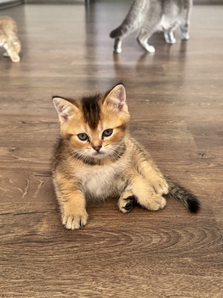 Шотландські кошенята