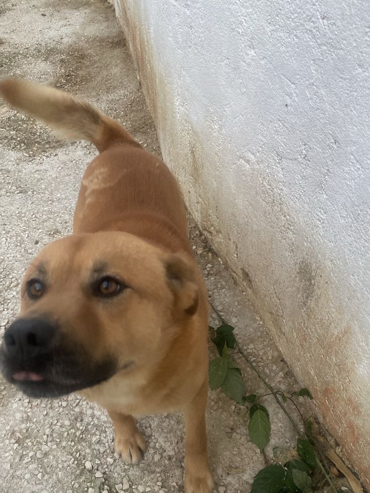 Cão de 2 anos para adoção