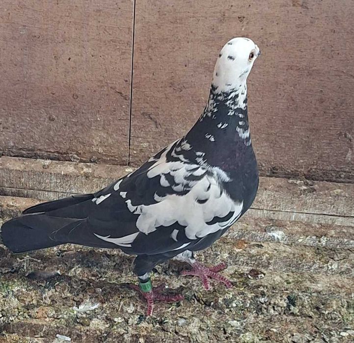 Gołębie pocztowe Tygrysy