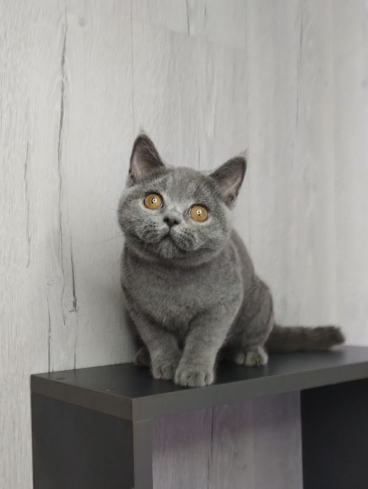 Чистокровна шотландська принцеса -прямовушка з ВАКЦИНАЦІЄЮ